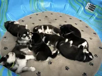 Pink Girl(long coat), a female Alaskan Malamute for sale in North Dartmouth, MA – Photo 9 of 10