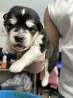 Pink Girl(long coat), a female Alaskan Malamute for sale in North Dartmouth, MA – Photo 4 of 10