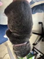 Pink Girl(long coat), a female Alaskan Malamute for sale in North Dartmouth, MA – Photo 8 of 10