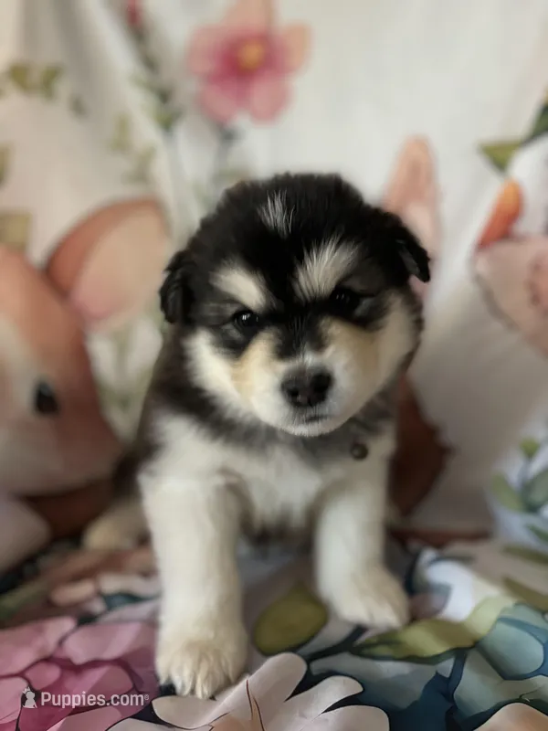 Pink Girl(long coat) – Alaskan Malamute puppy for sale in North Dartmouth, MA