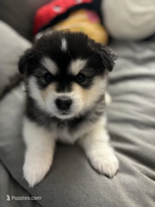 Pink Girl(long coat) – Alaskan Malamute puppy on hold in North Dartmouth, MA