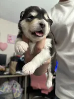 Pink Girl(long coat), a female Alaskan Malamute for sale in North Dartmouth, MA – Photo 5 of 10