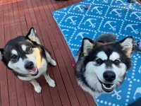 Pink Girl(long coat), a female Alaskan Malamute for sale in North Dartmouth, MA – Photo 10 of 10