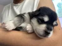 Grey Boy(long coat), a male Alaskan Malamute for sale in North Dartmouth, MA – Photo 6 of 9