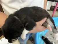 Grey Boy(long coat), a male Alaskan Malamute for sale in North Dartmouth, MA – Photo 3 of 9