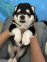 Grey Boy(long coat), a male Alaskan Malamute for sale in North Dartmouth, MA – Photo 2 of 9