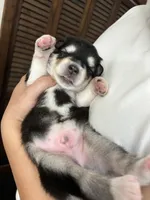 Grey Boy(long coat), a male Alaskan Malamute for sale in North Dartmouth, MA – Photo 7 of 9