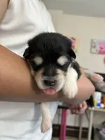 Grey Boy(long coat), a male Alaskan Malamute for sale in North Dartmouth, MA – Photo 4 of 9