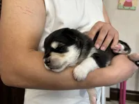 Grey Boy(long coat), a male Alaskan Malamute for sale in North Dartmouth, MA – Photo 5 of 9