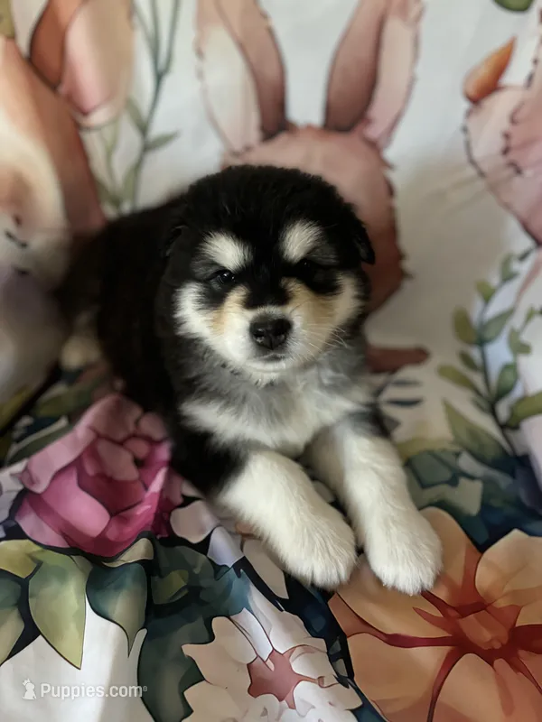 Grey Boy(long coat) – Alaskan Malamute puppy for sale in North Dartmouth, MA