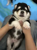 Grey Boy(long coat), a male Alaskan Malamute for sale in North Dartmouth, MA – Photo 1 of 9