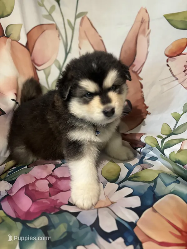 Blue Boy(long hair) – Alaskan Malamute puppy for sale in North Dartmouth, MA