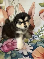 Blue Boy(long hair), a male Alaskan Malamute for sale in North Dartmouth, MA – 5 of 10