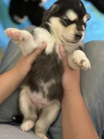 Blue Boy(long hair), a male Alaskan Malamute for sale in North Dartmouth, MA – Photo 2 of 4