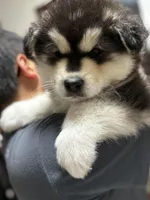 Blue Boy(long hair), a male Alaskan Malamute for sale in North Dartmouth, MA – 4 of 10