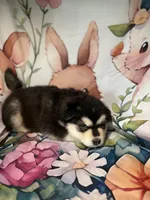 Blue Boy(long hair), a male Alaskan Malamute for sale in North Dartmouth, MA – 6 of 10