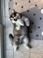 Blue Boy(long hair), a male Alaskan Malamute for sale in North Dartmouth, MA – 2 of 10