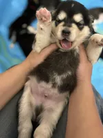 Blue Boy(long hair), a male Alaskan Malamute for sale in North Dartmouth, MA – Photo 3 of 4