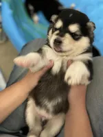 Blue Boy(long hair), a male Alaskan Malamute for sale in North Dartmouth, MA – Photo 1 of 4