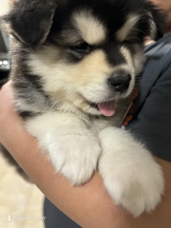 Blue Boy(long hair) – Alaskan Malamute puppy for sale in North Dartmouth, MA