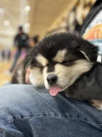 Blue Boy(long hair), a male Alaskan Malamute for sale in North Dartmouth, MA – 3 of 10