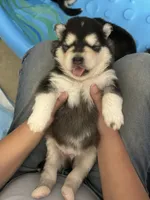 Blue Boy(long hair), a male Alaskan Malamute for sale in North Dartmouth, MA – Photo 4 of 4