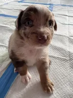 Tiny, a male Australian Shepherd for sale in Spring Hill, FL – Photo 2 of 4