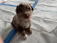 Tiny, a male Australian Shepherd for sale in Spring Hill, FL – Photo 4 of 4