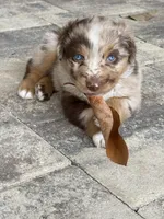 Tiny, a male Australian Shepherd for sale in Spring Hill, FL – Photo 3 of 4