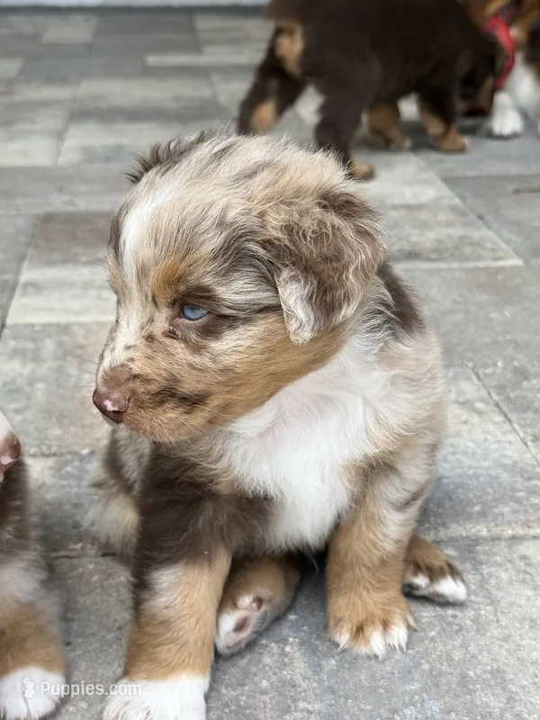 Tiny – Australian Shepherd puppy for sale in Spring Hill, FL