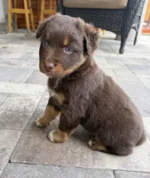 Lily, a female Australian Shepherd for sale in Spring Hill, FL – Photo 2 of 2