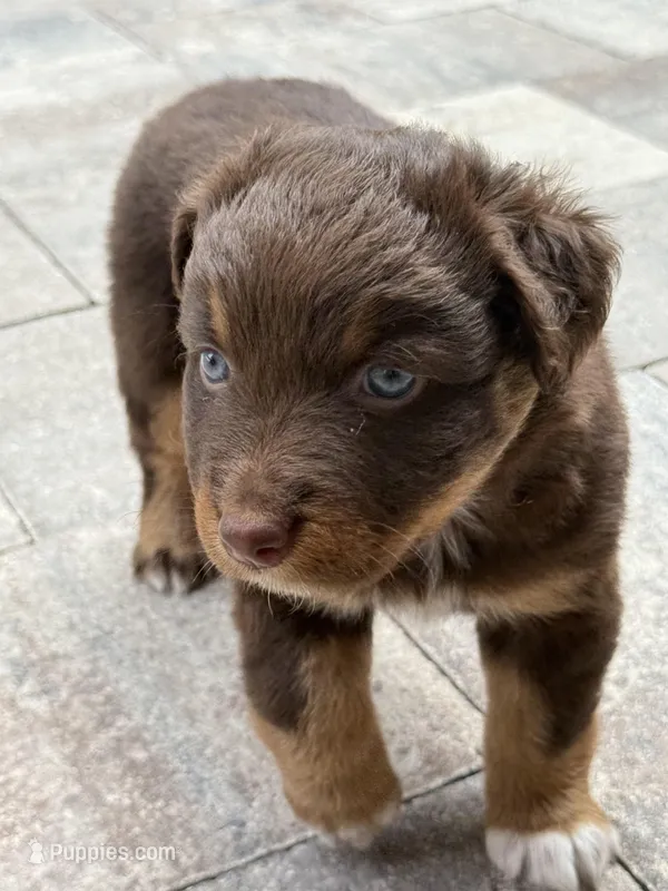 Lily – Australian Shepherd puppy for sale in Spring Hill, FL