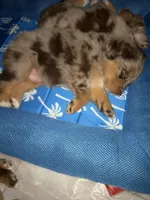 Balto, a male Australian Shepherd for sale in Spring Hill, FL – Photo 4 of 4