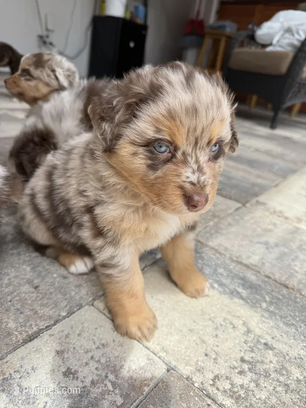 Balto – Australian Shepherd puppy for sale in Spring Hill, FL