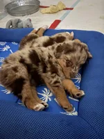 Balto, a male Australian Shepherd for sale in Spring Hill, FL – Photo 3 of 4