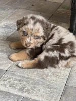 Balto, a male Australian Shepherd for sale in Spring Hill, FL – Photo 2 of 4