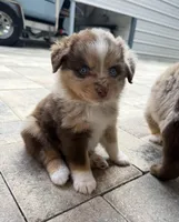 Minnie, a female Australian Shepherd for sale in Spring Hill, FL – Photo 4 of 4