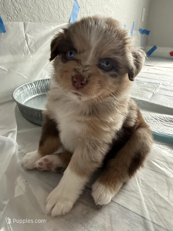 Minnie – Australian Shepherd puppy for sale in Spring Hill, FL
