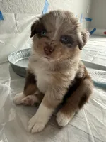 Minnie, a female Australian Shepherd for sale in Spring Hill, FL – Photo 1 of 4