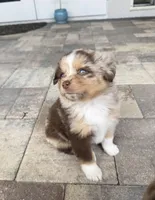 Minnie, a female Australian Shepherd for sale in Spring Hill, FL – Photo 3 of 4