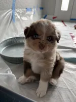 Minnie, a female Australian Shepherd for sale in Spring Hill, FL – Photo 2 of 4
