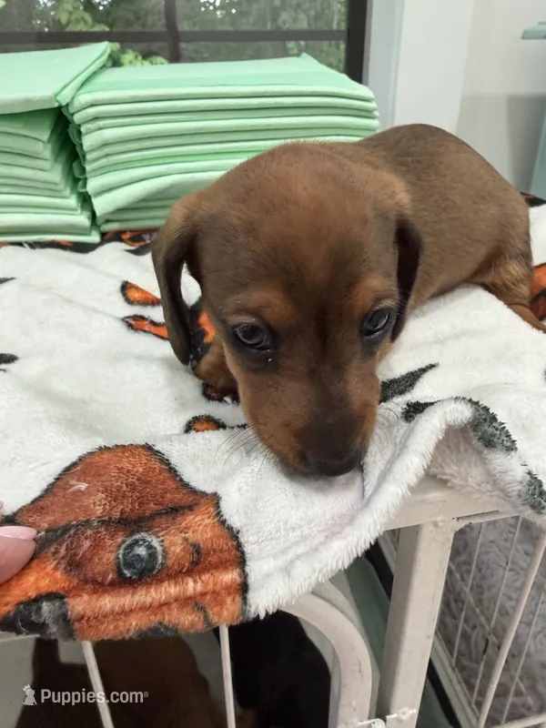 Girl 1 – Miniature Dachshund puppy for sale in Dahlonega, GA
