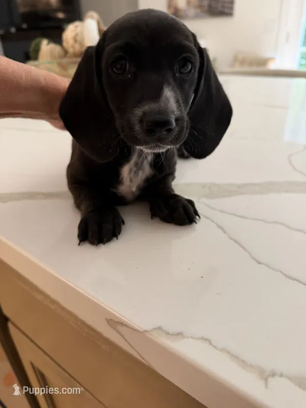 Girl 2 – Miniature Dachshund puppy for sale in Dahlonega, GA