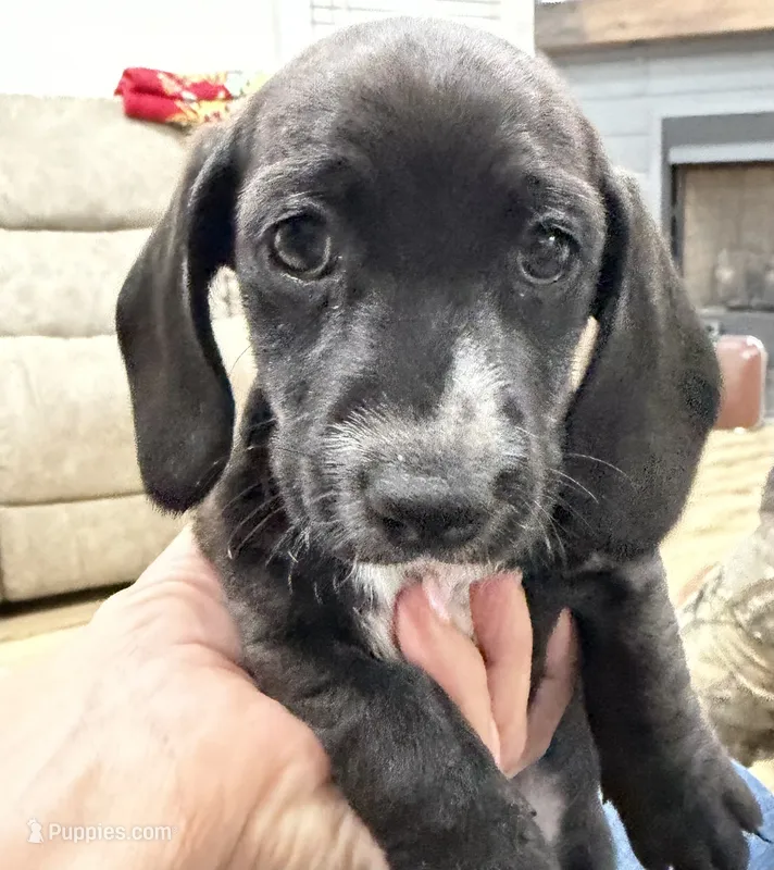 Girl 2 – Miniature Dachshund puppy for sale in Dahlonega, GA