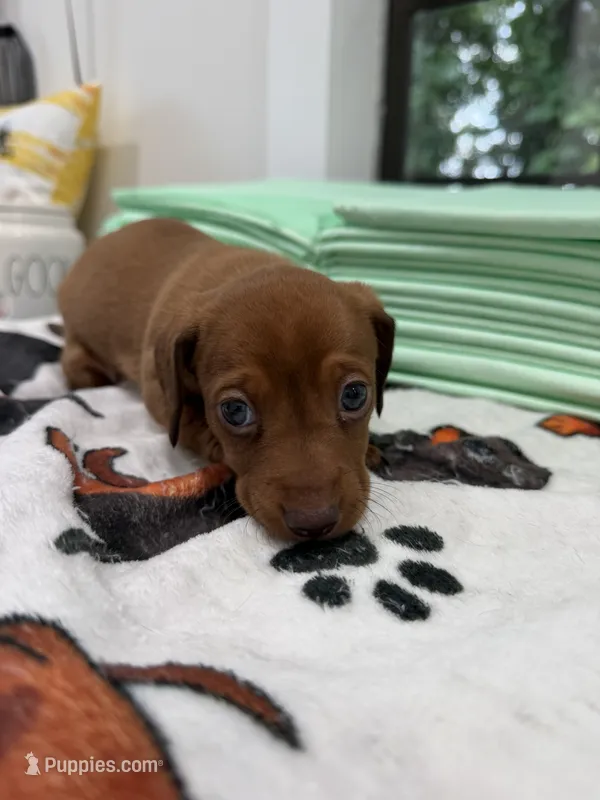 Girl 3 – Miniature Dachshund puppy for sale in Dahlonega, GA