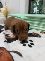 Girl 3, a female Miniature Dachshund for sale in Dahlonega, GA – 1 of 1