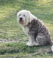 Shaggy , a male Old English Sheepdog for sale in Greenville, NC – Photo 3 of 3