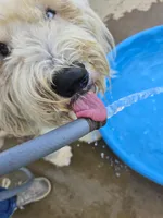 Shaggy , a male Old English Sheepdog for sale in Greenville, NC – Photo 2 of 3