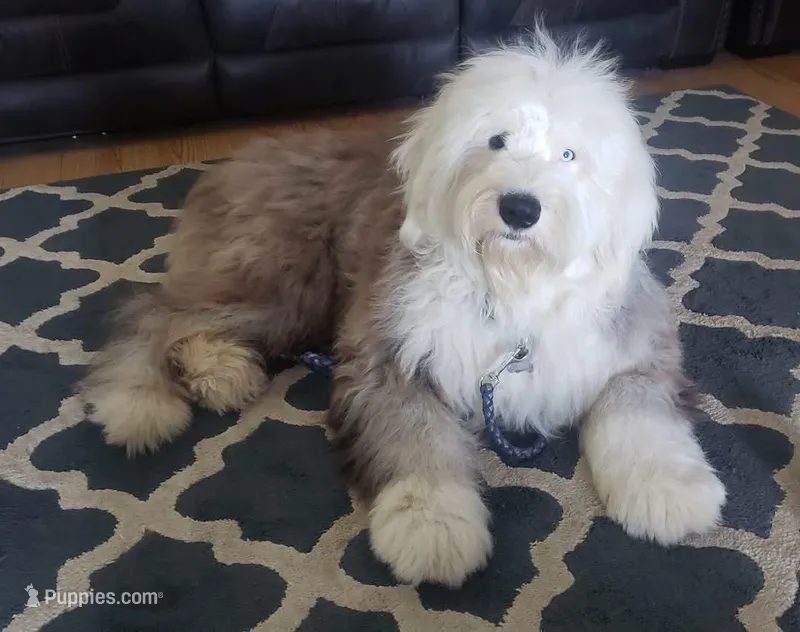 Shaggy  – Old English Sheepdog puppy for sale in Greenville, NC