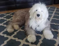 Shaggy , a male Old English Sheepdog for sale in Greenville, NC – Photo 1 of 3